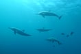 Dolphins at risk spotted in Dartmouth