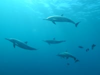 Dolphins at risk spotted in Dartmouth