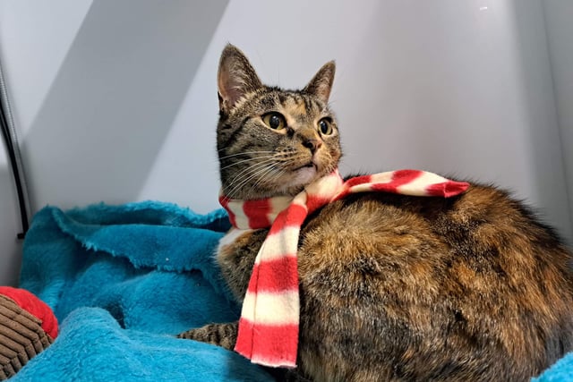 Can you help dogs and cats?