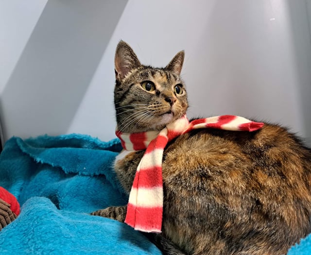 Can you help dogs and cats?