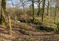 Devon's first tree and woodland strategy 