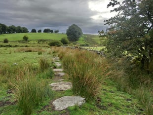 A wobble in the weeds and woods