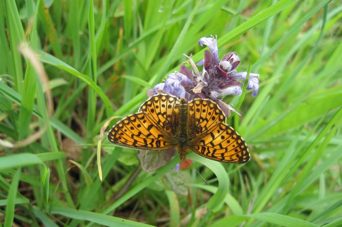 Small Pearl-bordered Fritillary numbers have plummeted across the UK, sparking fears about the future of the species 