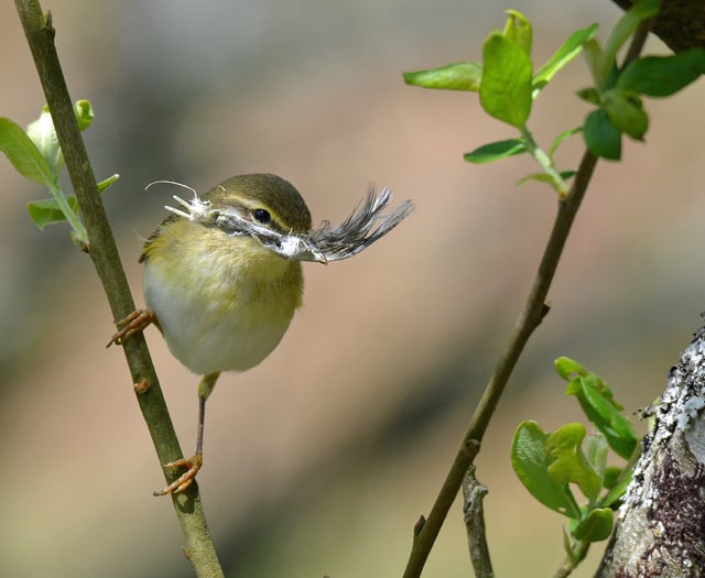 Nature Diary: chiffchaff, bluebells and Sandwich terns