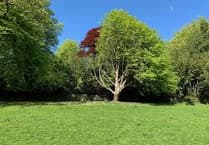 Enjoy the local environment at Ivybridge Festival Day