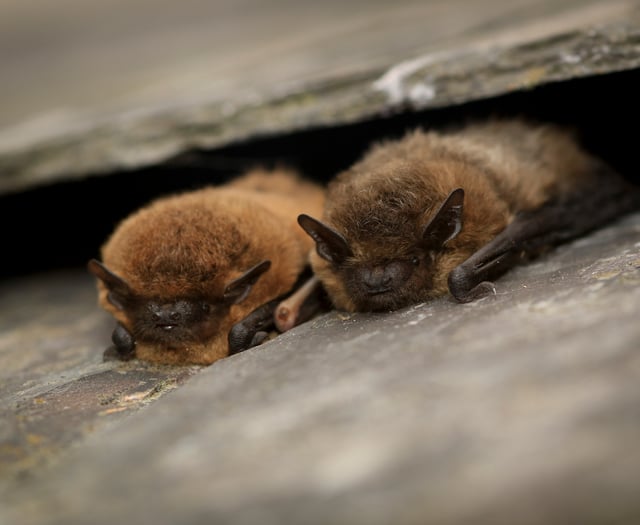 Devon Wildlife Trust seeks budding bat detectives