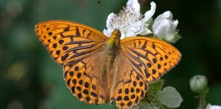 Nature Diary: Devon's beautiful butterflies, by Phil Dean