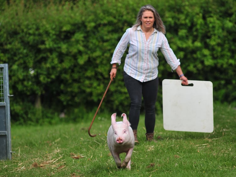 Devon County Show. This little piggy went....walkabout at the Devon County Show