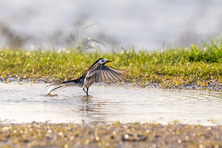 Daphne Wuenn's  winning image from last year's competiton