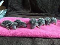 Join the Quiz Night for Prickles in a Pickle to help hedgehogs