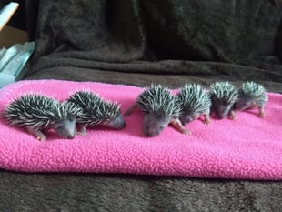 Prickles in a Pickle launches urgent £25,000 fundraising drive 