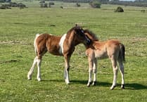 A day up on Dartmoor