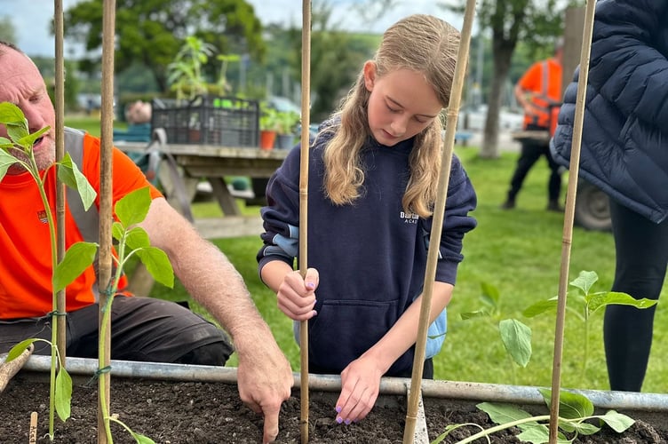 Dartmouth Academy Sunflower competition 
