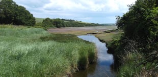 South Hams Nature Diary | Strange new worlds of the saltmarsh 