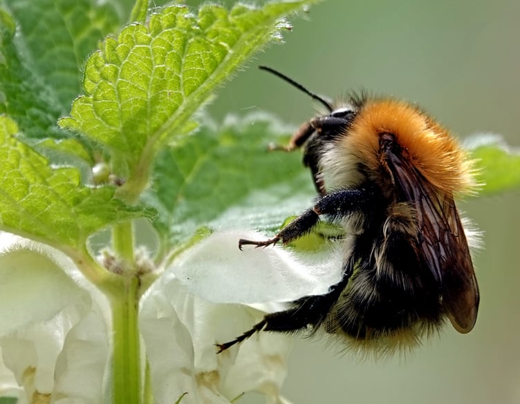 Bumble bee, June 16th 2024.