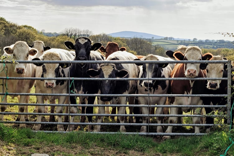 Cows