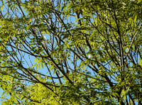 District Council Agrees Ambitious Woodland Deal