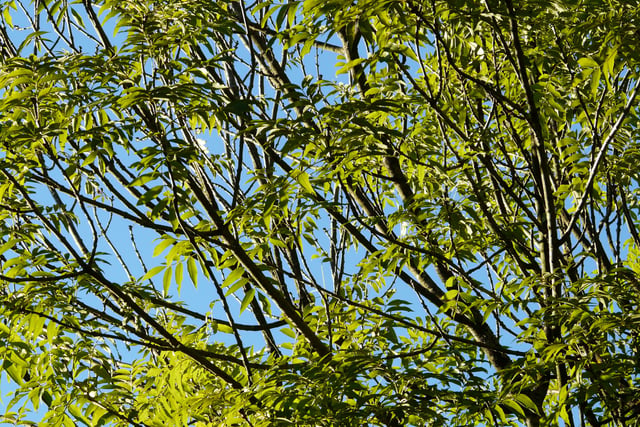 District Council Agrees Ambitious Woodland Deal