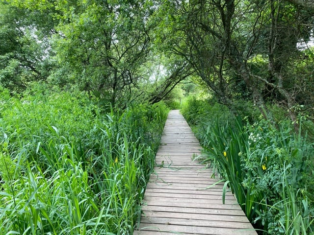 Water dropwort and irises flowering by boardwalk