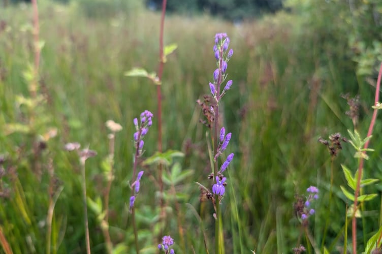 The Heath Lobelia  - Claire Inglis
