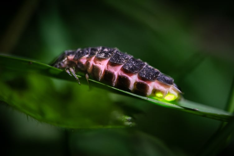 Glow worm