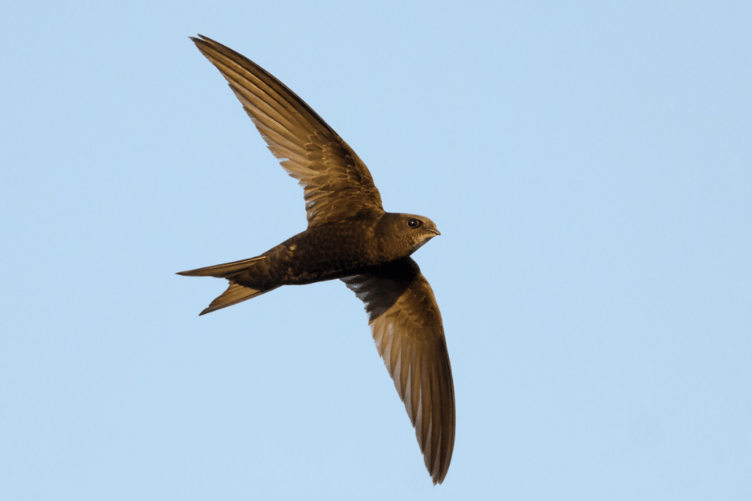 Swifts are on the UK's endangered species list. PHOTO: RSPB.