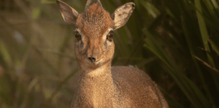 Dartmoor Zoo welcomes mini marvels