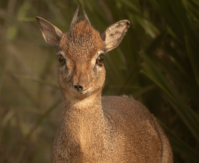 Dartmoor Zoo welcomes mini marvels