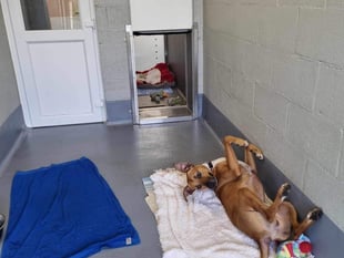 Rescue dogs 'sizzling' in the heat need your help 