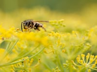 Caroline Snow Column | Why we should tolerate flying ants and wasps