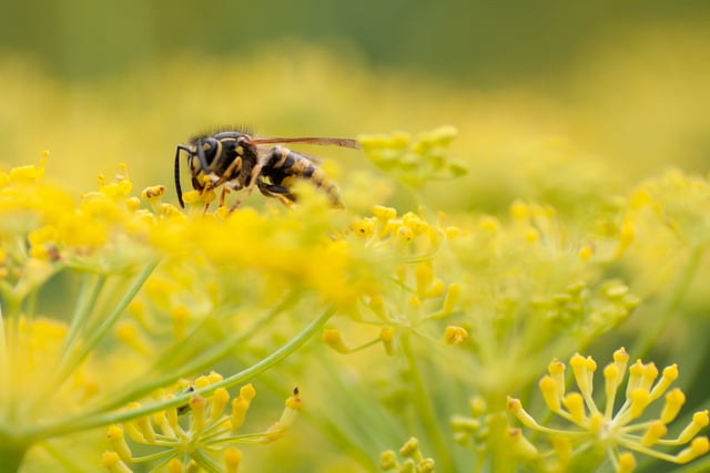 Caroline Snow Column | Why we should tolerate flying ants and wasps