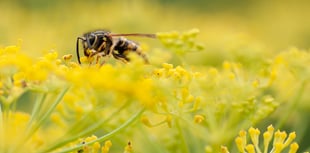 Caroline Snow Column | Why we should tolerate flying ants and wasps