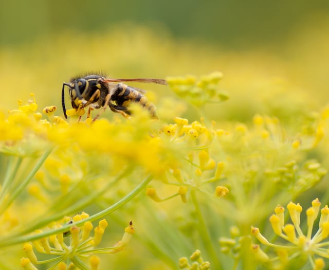 Caroline Snow Column | Why we should tolerate flying ants and wasps