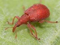  Geoff Foale Nature Diary | The battle between good and Weevil 