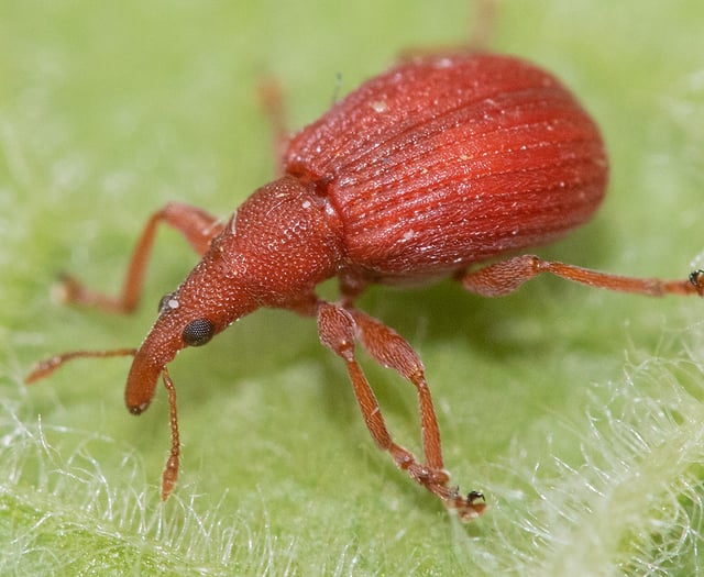  Geoff Foale Nature Diary | The battle between good and Weevil 