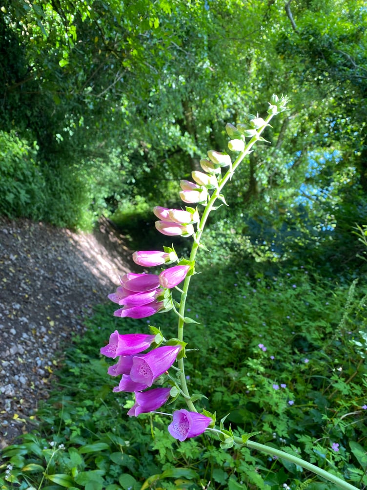 Fox Glove on a walk
