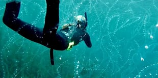 Report highlights changes in South West England’s marine life 