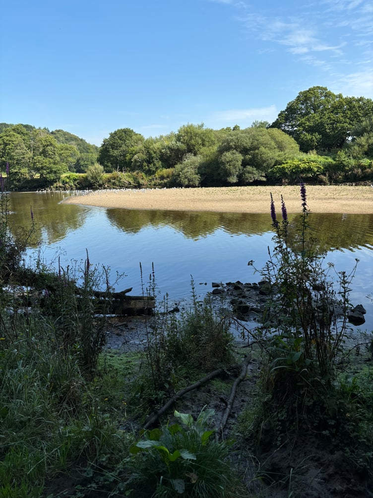 Low tide on the Dart - Carolyn Norris
