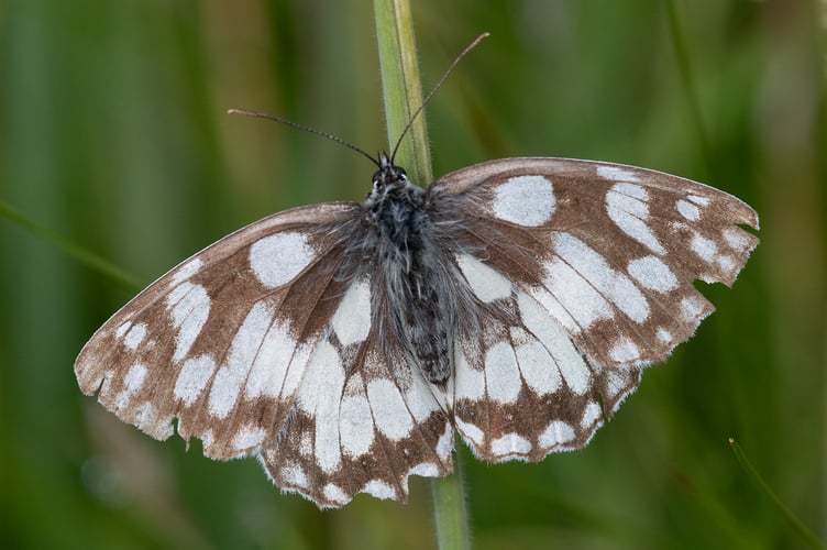 Marbled White - Melanargia galathea - Watkins Wood