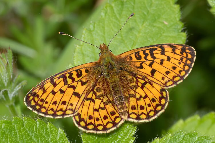 Small Pearl-bordered Fritillary - Aveton Wood Loddiswell