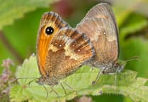 Nature Diary by Geoff Foale | A difficult year for butterflies