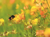 High Pollen Levels Return to South West: Prepare for Hay Fever