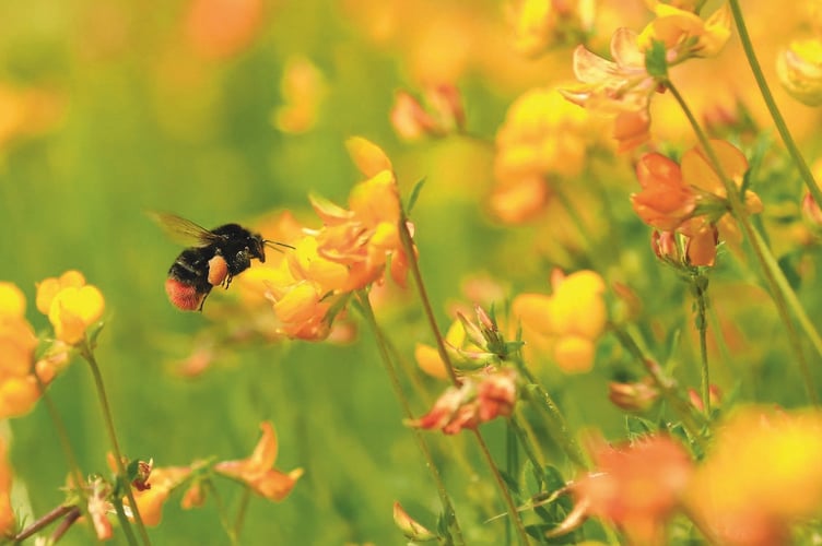Red tailed bee