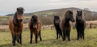 Action needed to save Dartmoor ponies