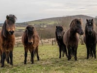 Action needed to save Dartmoor ponies