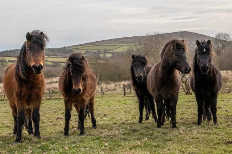 Dartmoor pony - LDRS 