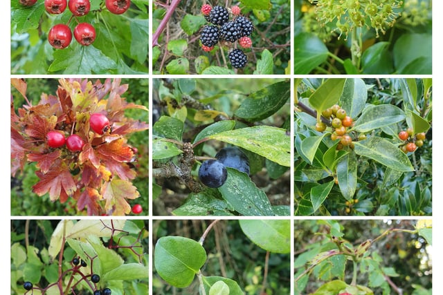 A Creekside Wander, Nature Diary by Alice Henderson 