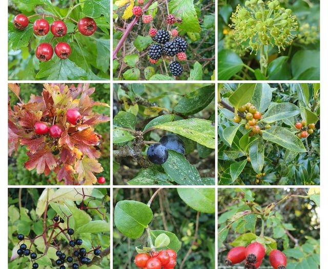 A Creekside Wander, Nature Diary by Alice Henderson 
