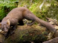 Devon Wildlife Trust's new activity pack for kids