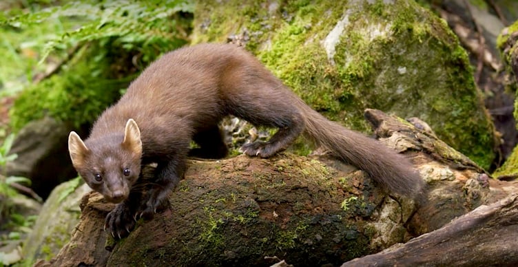 Pine martens were last seen in the South West more than 150 years ago